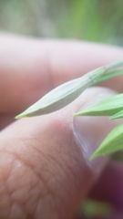 Clarkia biloba brandegeeae