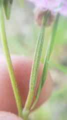 Clarkia biloba brandegeeae