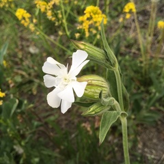 Silene latifolia alba