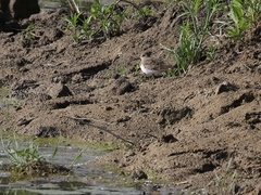 Calidris temminckii