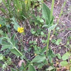 Silene latifolia alba