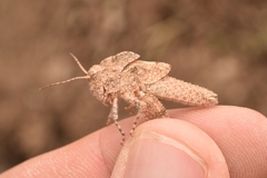 Spharagemon cristatum