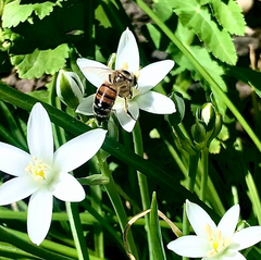 Apis mellifera