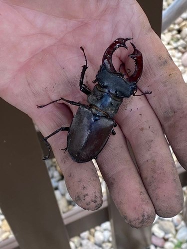 Lucanus cervus