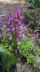 Corydalis solida