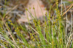 Carex interior