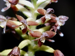 Cranichis ciliata