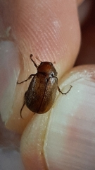 Triodontella mimula