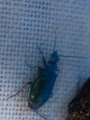 Lebia viridis