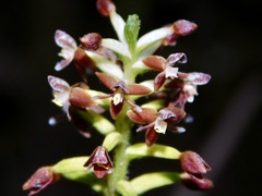 Cranichis ciliata