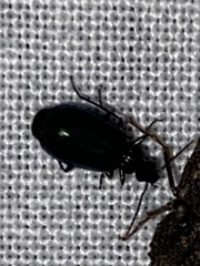 Lebia viridis