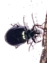 Lebia viridis