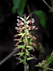 Cranichis ciliata