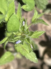 Nemophila breviflora