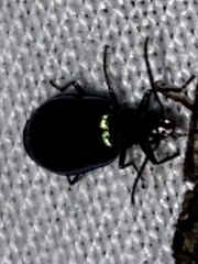 Lebia viridis