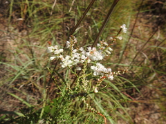 Polygonella americana