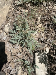 Cymopterus longipes