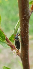 Bibio femoratus