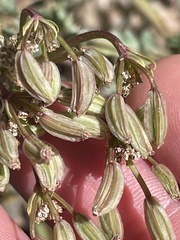 Cymopterus longipes