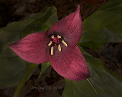 Trillium vaseyi