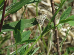 Loxostege munroealis