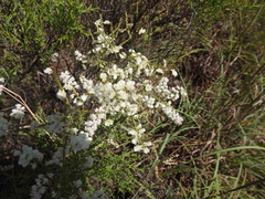 Polygonella americana