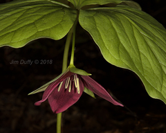 Trillium vaseyi