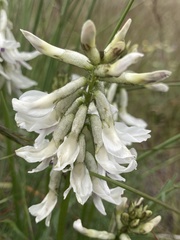 Astragalus conjunctus