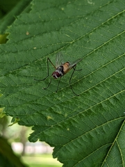 Cholomyia inaequipes