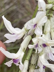 Astragalus conjunctus