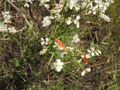 Polygonella americana