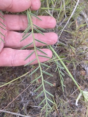 Astragalus conjunctus