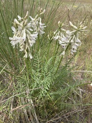 Astragalus conjunctus