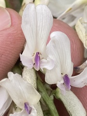 Astragalus conjunctus