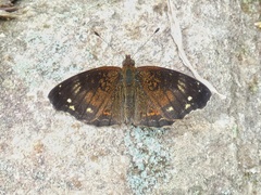 Anthanassa atronia