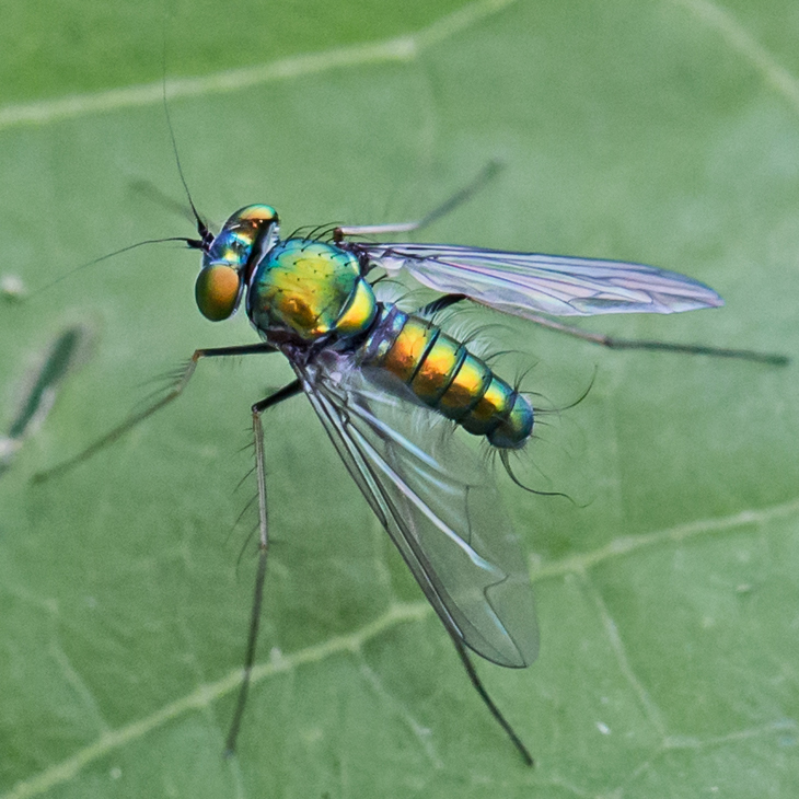 Condylostylus comatus