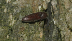 Melanotus americanus