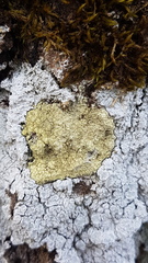 Pertusaria flavida