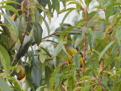 Pheucticus aureoventris