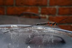 Ephialtes manifestator