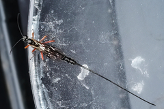 Ephialtes manifestator