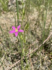 Zeltnera calycosa