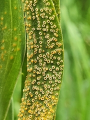 Puccinia hysterium