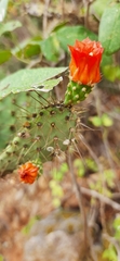 Tacinga palmadora
