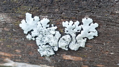 Parmelina pastillifera