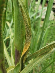 Puccinia hysterium