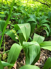 Convallaria majalis