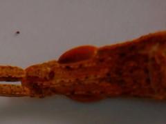 Calamacris clendoni