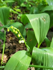 Convallaria majalis