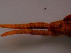 Calamacris clendoni